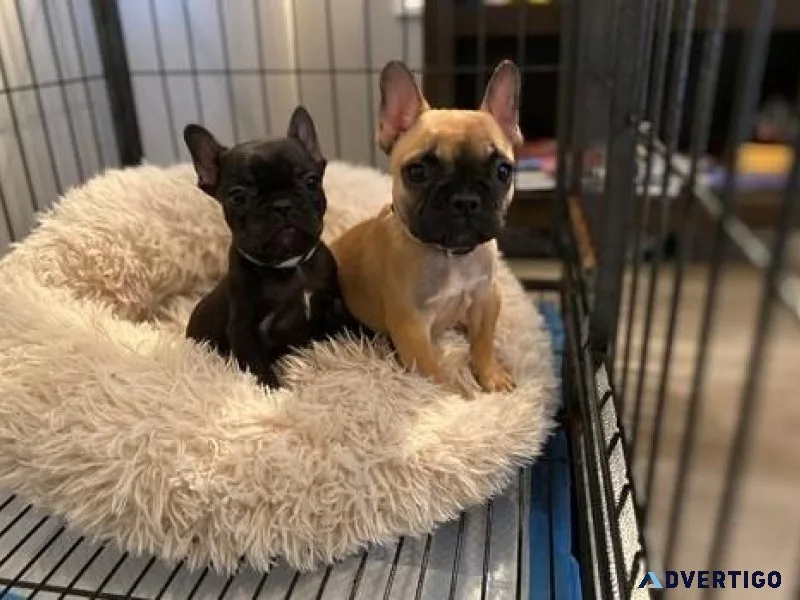 AKC Registered French Bulldog Puppies for sale