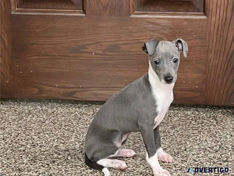 AKC Italian Greyhound Puppies for sale.