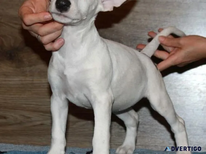 AKC Miniature Bull Terrier Puppies for sale.