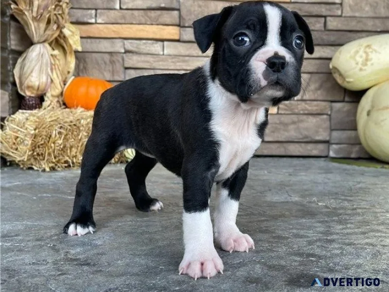 Beautiful Boston Terrier puppies for sale