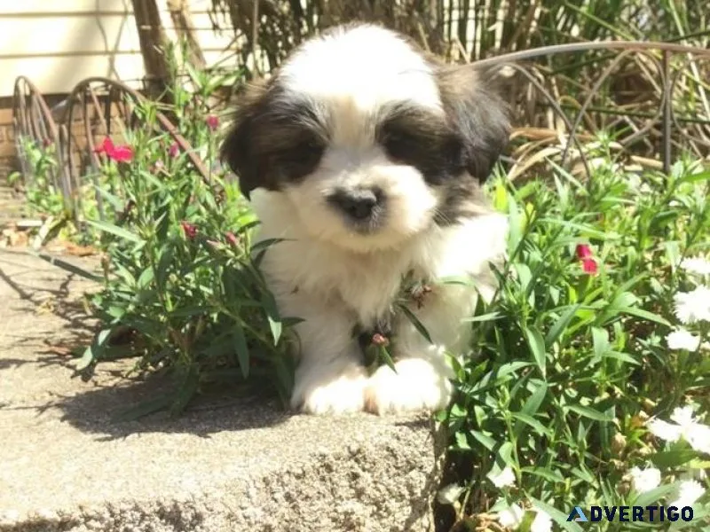 Healthy Lhasa Apso Puppies for sale