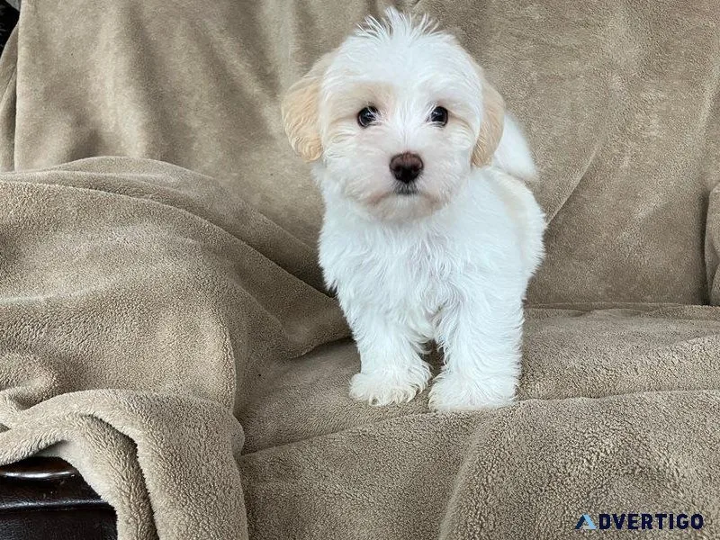 Beautiful Morkie Puppies for sale.