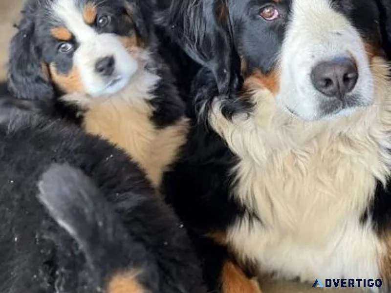 Adorable Bernese Mountain Dogs Available
