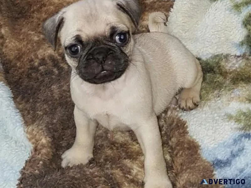 AKC Pug Puppies for sale.