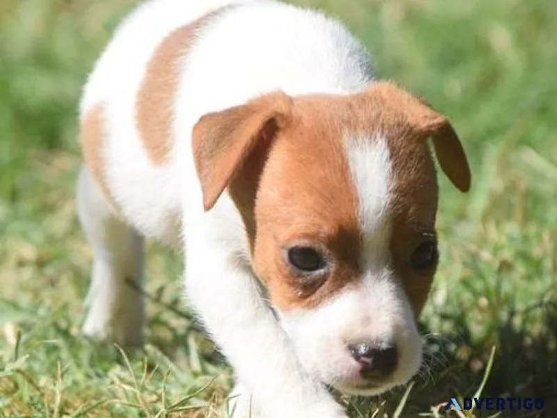 AKC Jack Russel Terrier Puppies