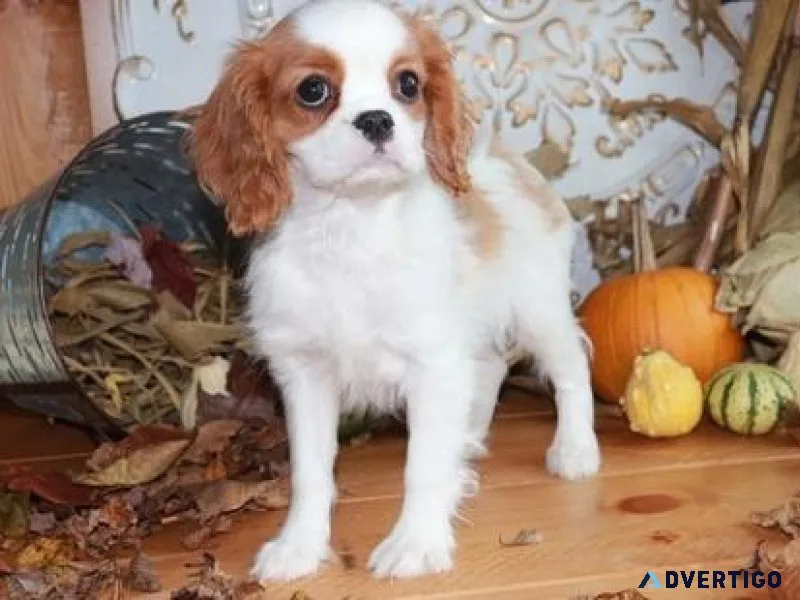 CKC Cavalier King Charles Spaniel puppies