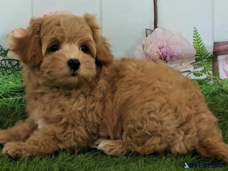 Home raised Maltipoo puppies available