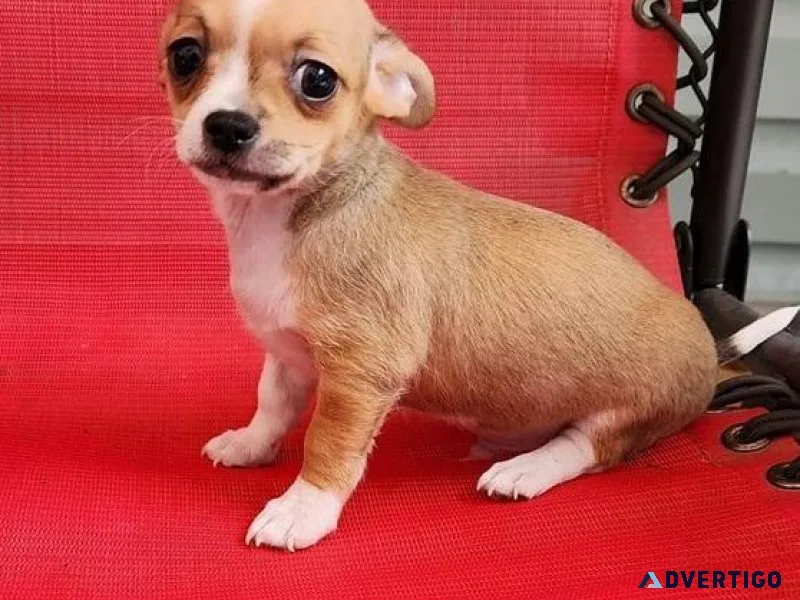Lovely Chihuahua Puppies for sale