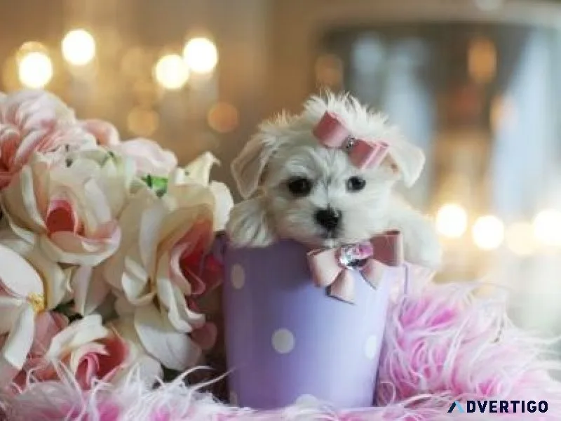 Healthy AKC Teacup Maltese puppies available
