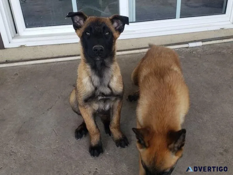 AKC Belgian Malinois Puppies