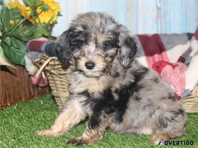 Healthy Aussiedoodle puppies available