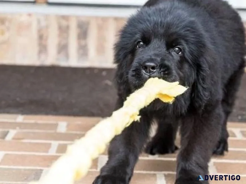 Well Socialized Newfoundland Puppies for sale