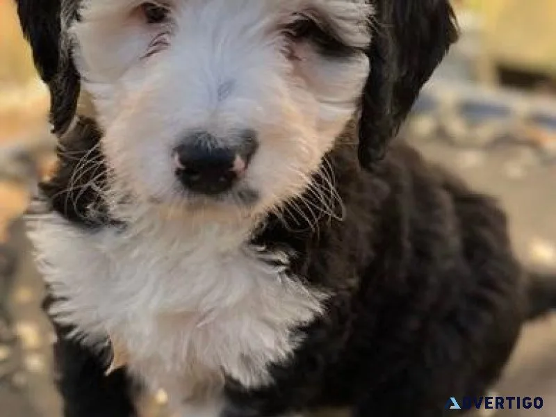 Beautiful Bernesedoodle Puppies for sale