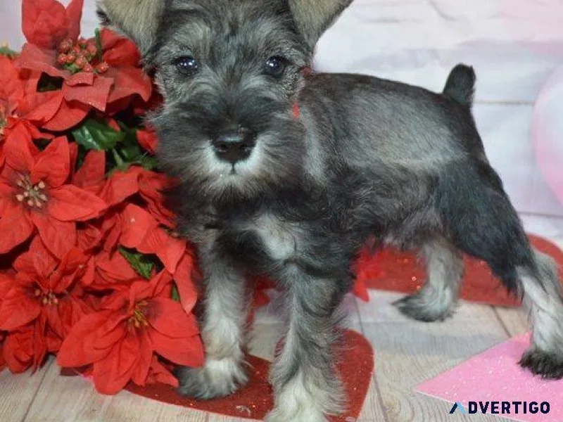 AKC Miniature Schnauzer Puppies for sale