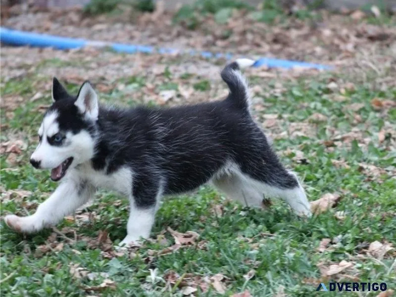 AKC Siberian Husky Puppies for sale