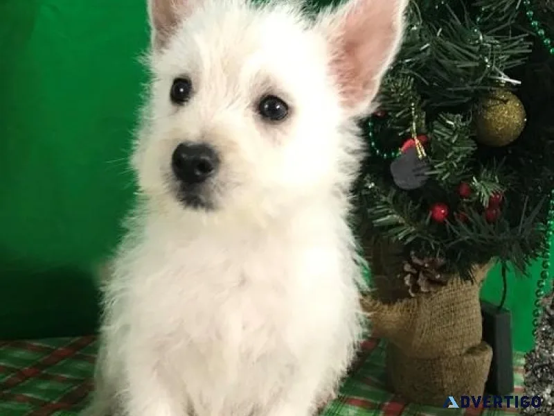 AKC West Highland White Terrier Puppies for sale