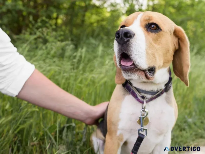 Emotional Support Animal Id Tags