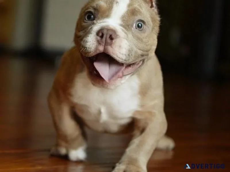 Gorgeous American Pit Bull Terrier puppies
