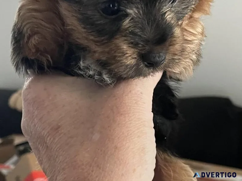 Tea cup yorkies