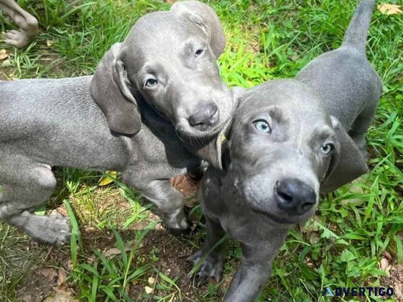 Home raised Weimaraner Puppies