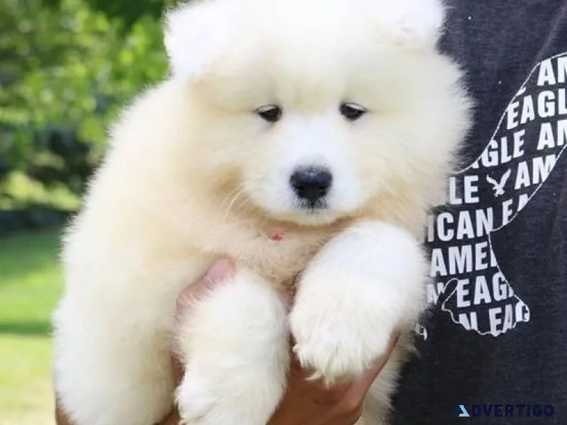 Home raised Samoyed Puppies for sale