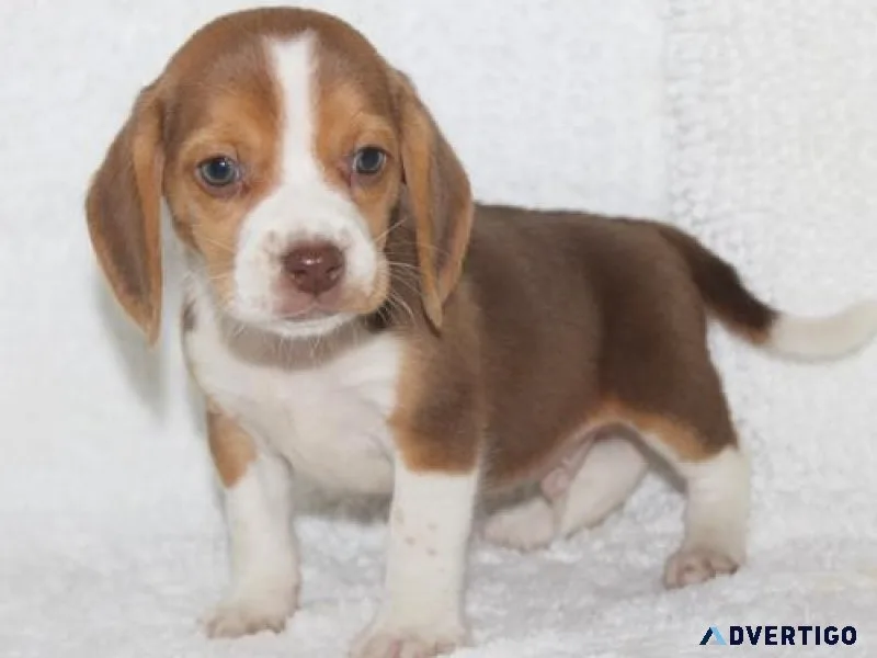 Healthy Beagle Puppies Available