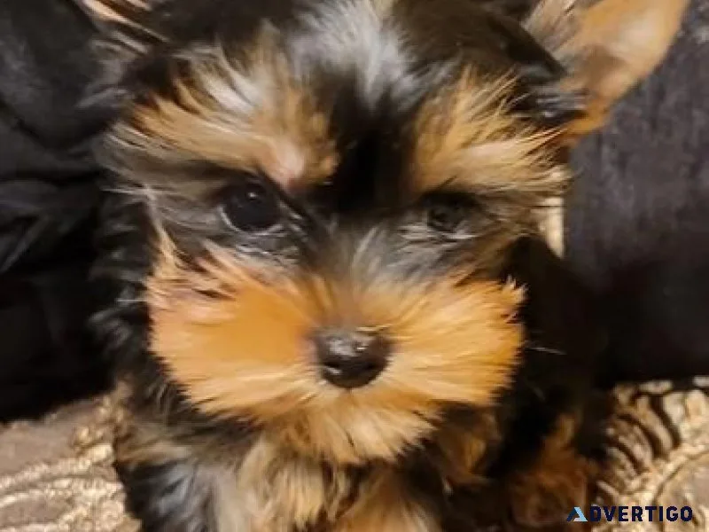 Healthy Teacup Yorkie Puppies for sale.