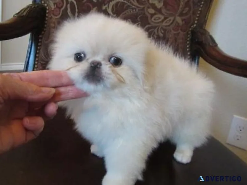 Gorgeous Pekingese Puppies for sale