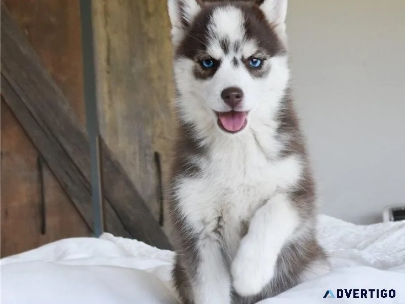 Gorgeous Pomsky Puppies for sale.