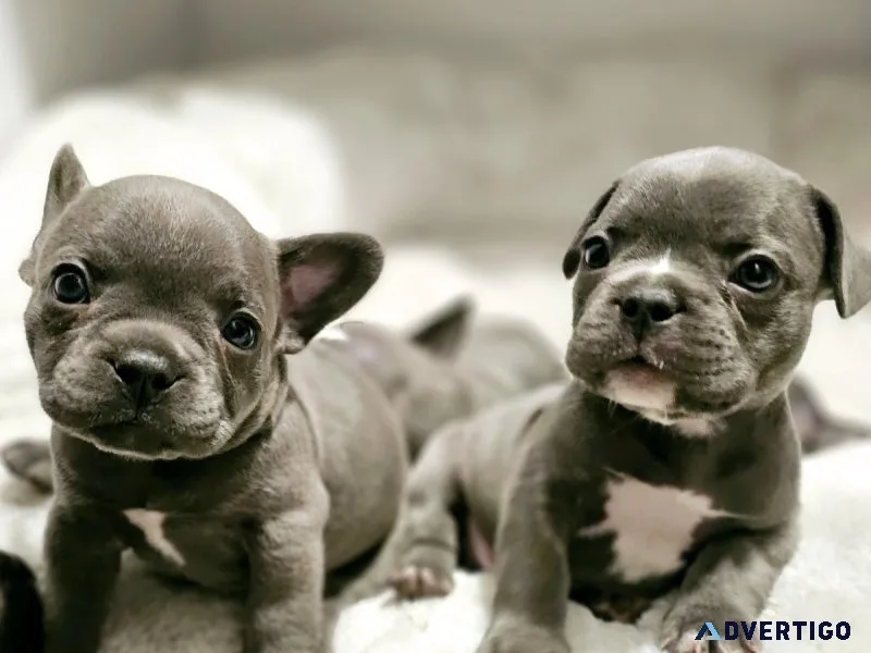 Blue French Bulldog Puppies