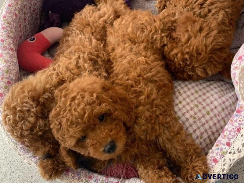 Cute Toy Poodle Puppies for sale