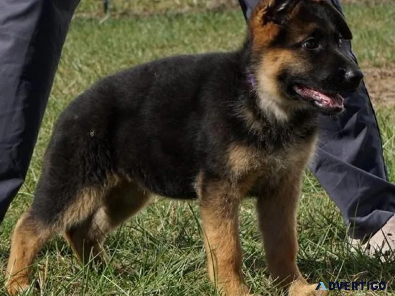 AKC Registered German Shepherd Puppies for sale