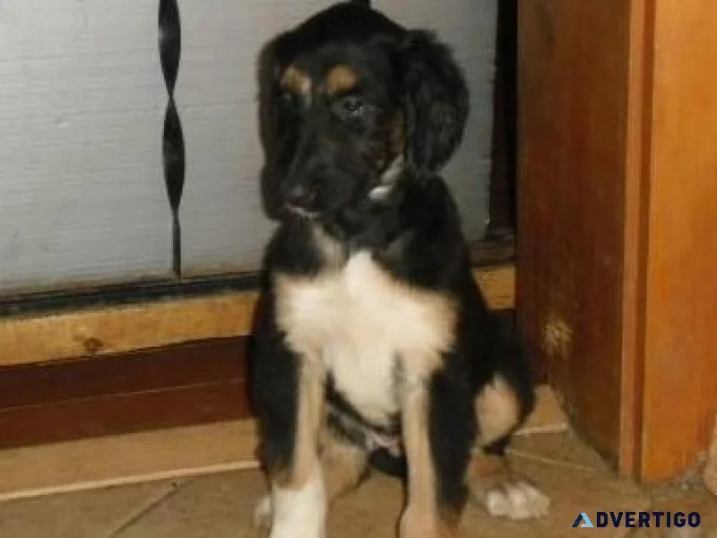 Beautiful Afghan Hound puppies