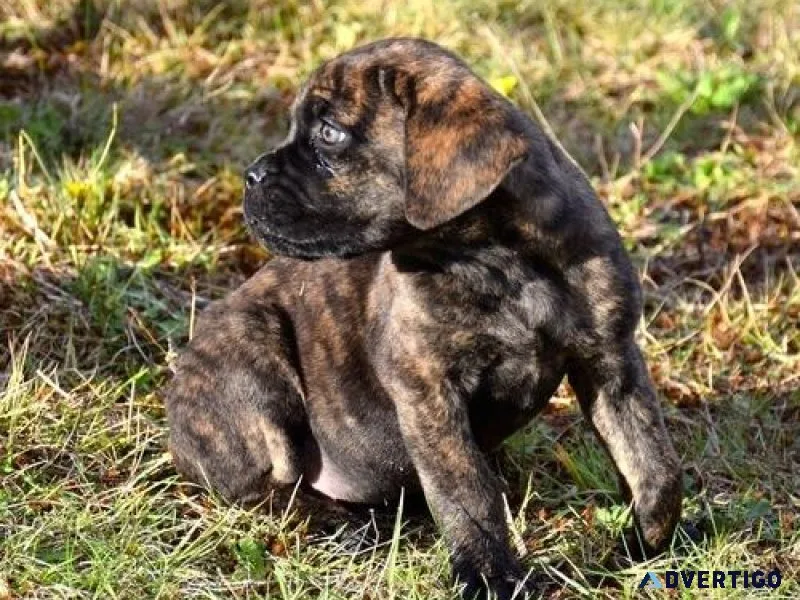 Gorgeous Cane Corso puppies for sale.