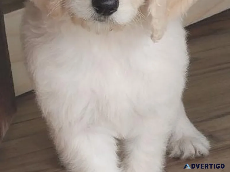 Gorgeous Goldendoodle Puppies for sale