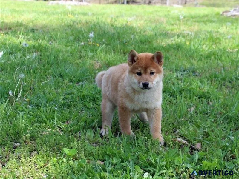 Amazing Shiba Inu Puppies Available
