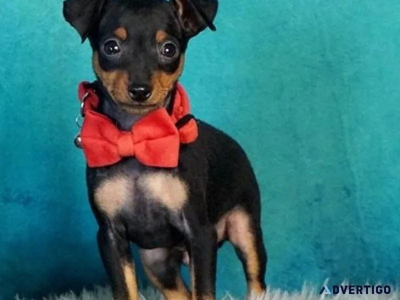 AKC Registered Miniature Pinscher Puppies