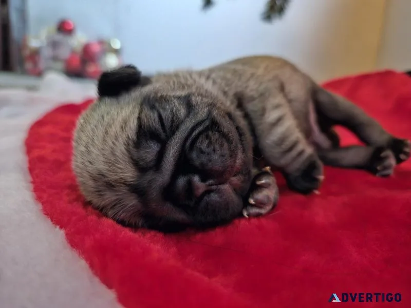 EllisGonzalez Pug Puppy for Sale