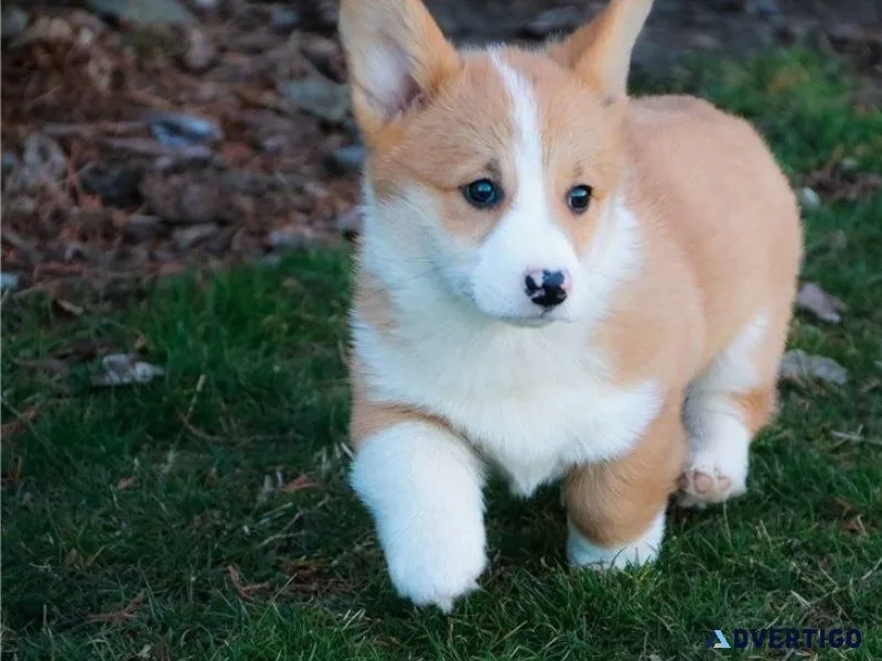 Adorable Pembroke Welsh Corgi Puppies