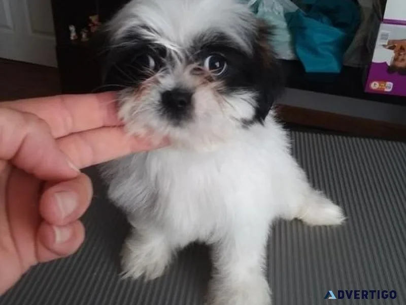Gorgeous Shihpoo Puppies for sale