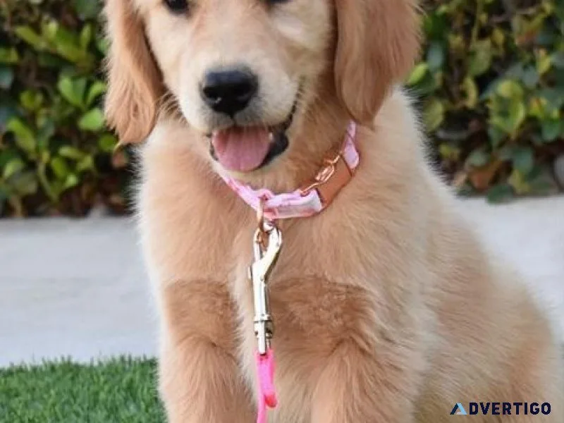 100% Pure Golden Retriever Puppies for sale.
