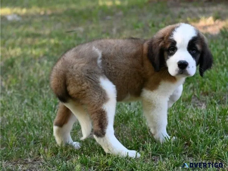 AKC Saint Bernard Puppies for sale