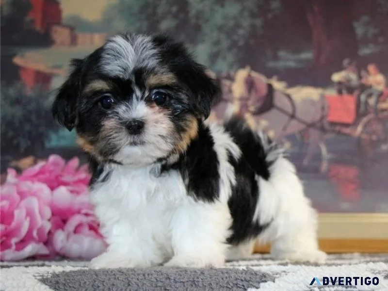 Lovely Shih Tzu Puppies for sale.