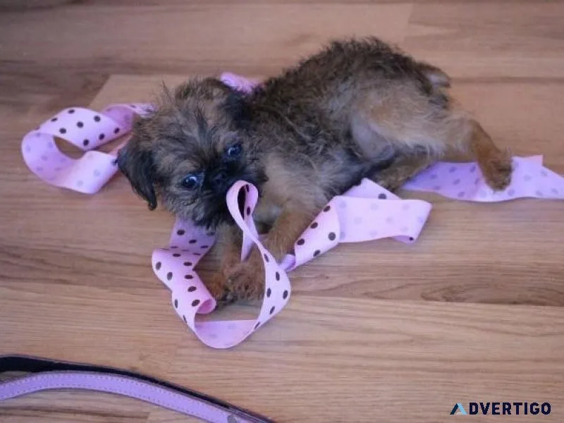 Cutest Brussels Griffon puppies for sale