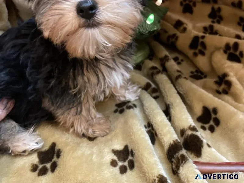 Yorkie puppies