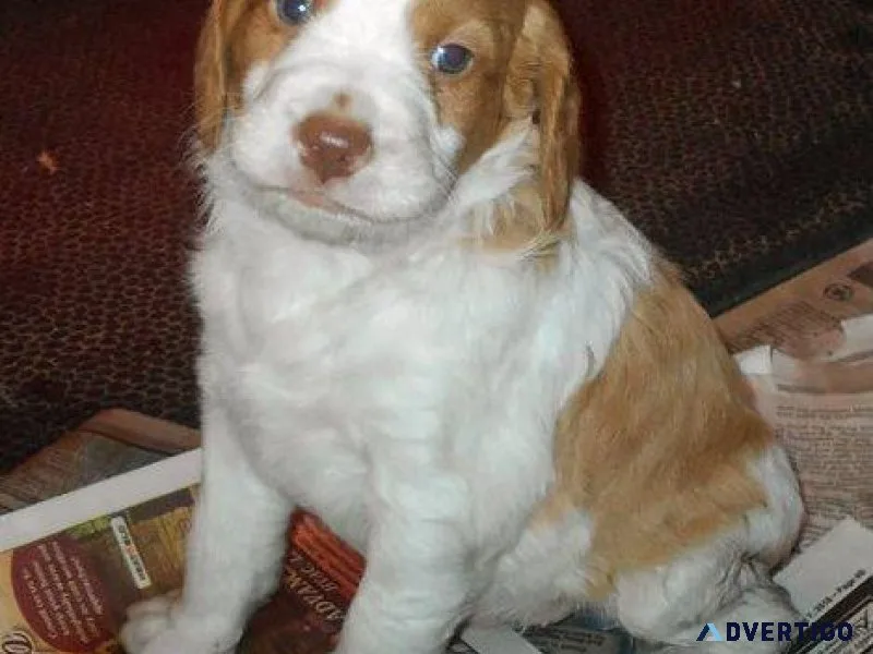 Adorable Brittany Spaniel puppies