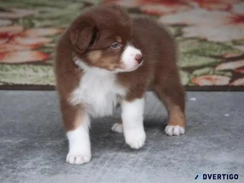 Home raised Australian Shepherd puppies