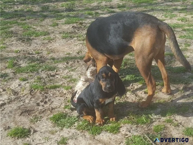 Home raised Bloodhound Puppies for sale.