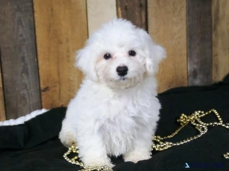 Fluffy Bichon Frise Puppies for sale.
