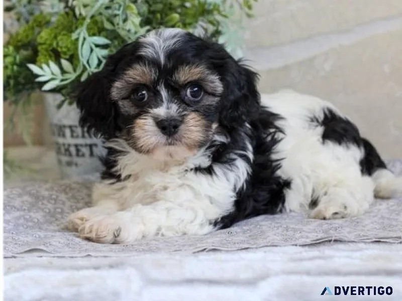Beautiful CKC reg. Cavachon Puppies.